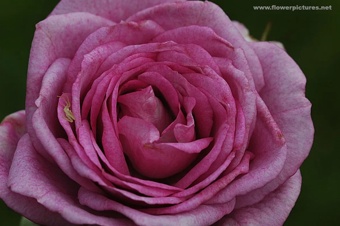 tulipani fuxia-1
