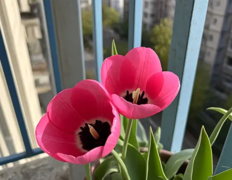 tulipani rossi