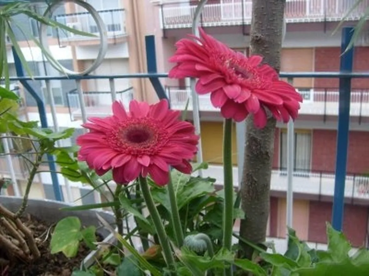 tulipani rossi