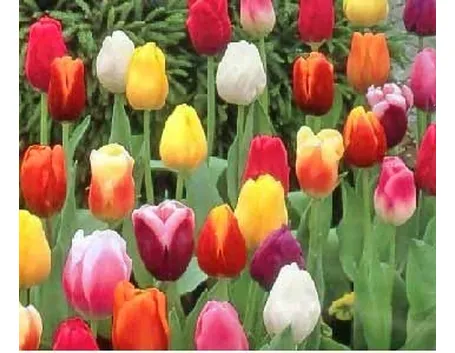 Tulipani