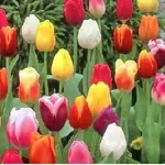 Tulipani