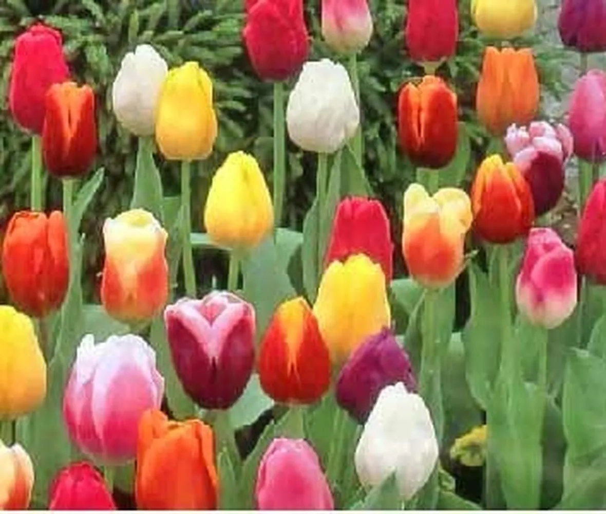 Tulipani