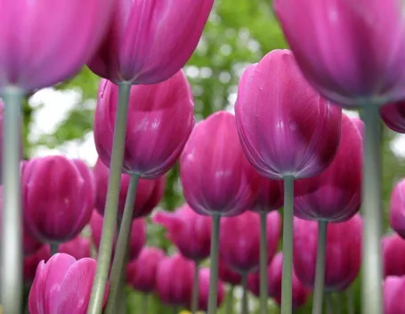 Tulipani
