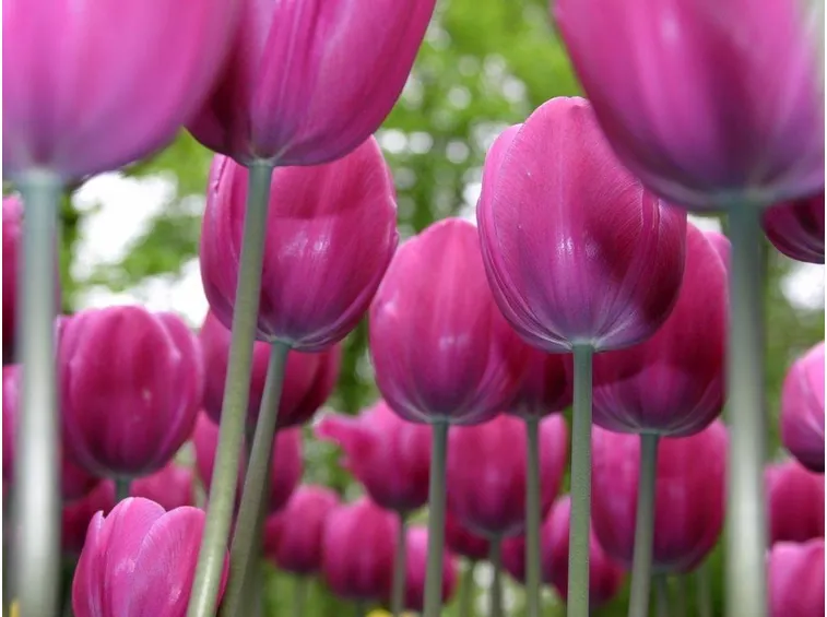 Tulipani