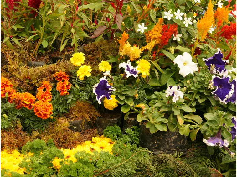 La nascita del fiore
