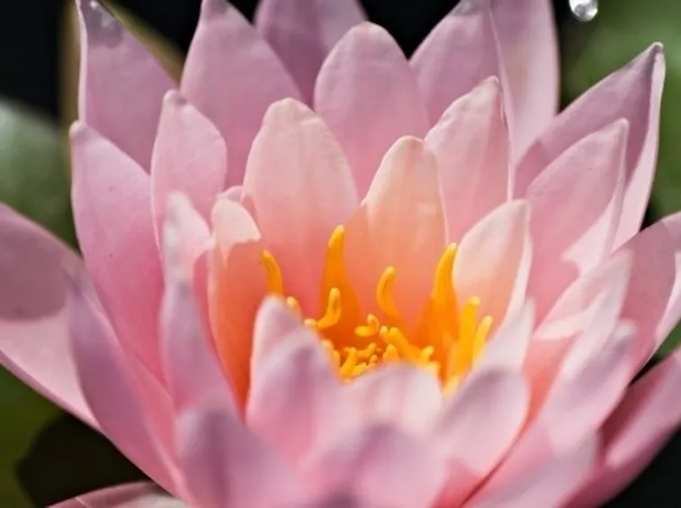 Come realizzare un fiore