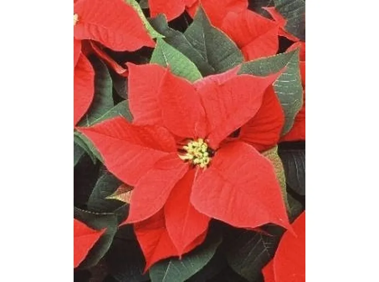 Thunbergia natalensis