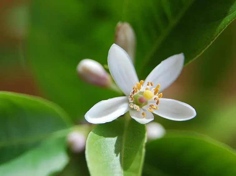 Limone Primofiore