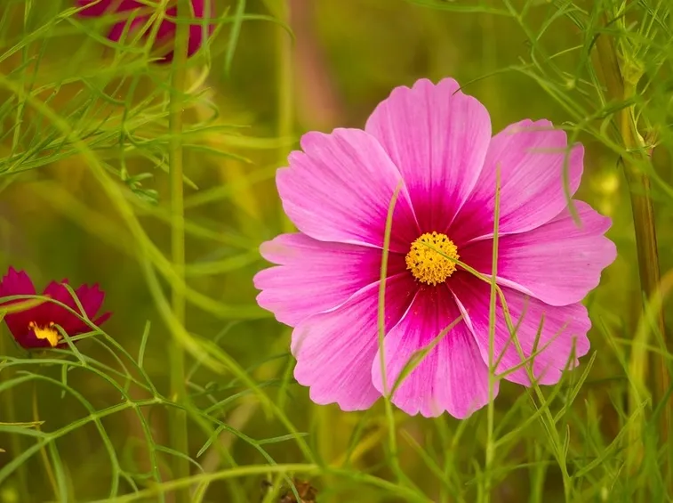 significato fiori rosa 