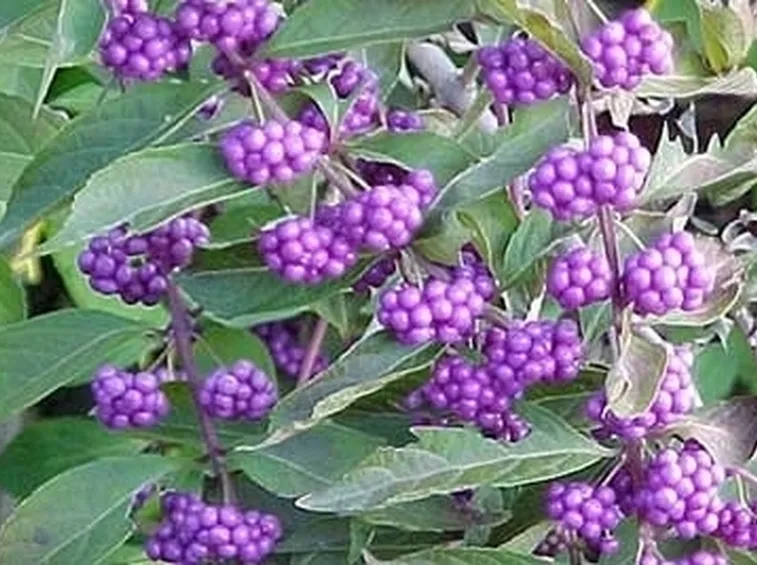 vasi fiori