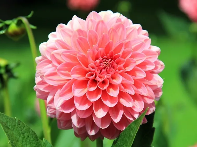 Cura dei Fiori-5