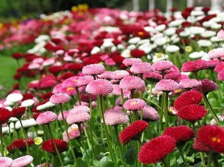Regalare Fiori-5