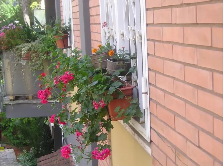 vendita fiori secchi