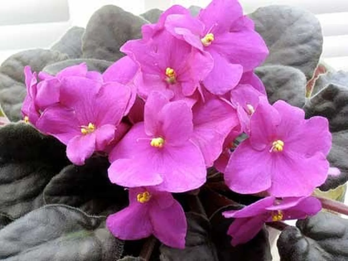 violetta africana