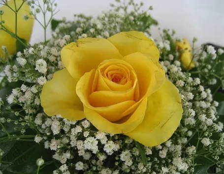 fiori anniversario-7