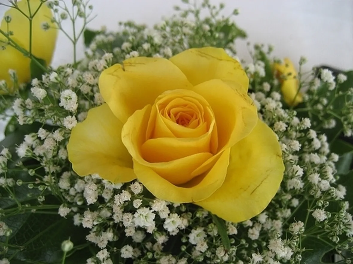 fiori anniversario-7