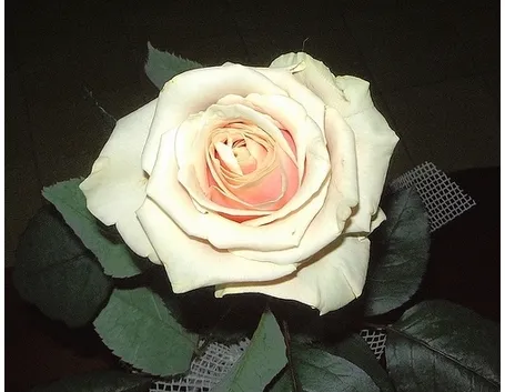 fiori per anniversario
