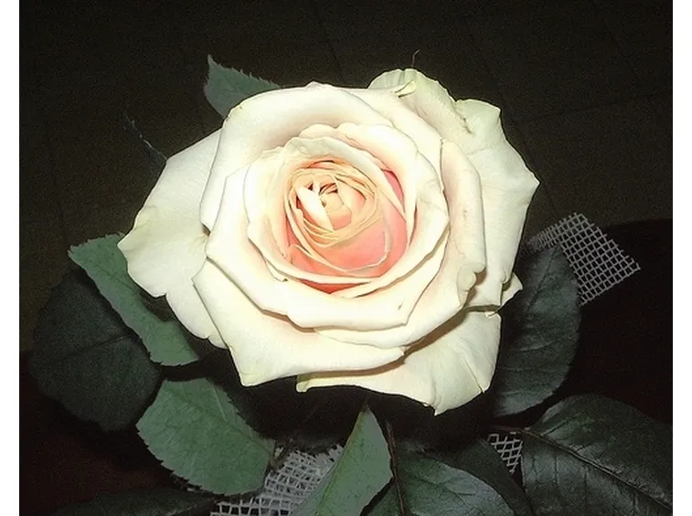 fiori per anniversario