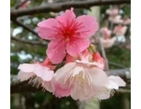 fiori per funerale-8