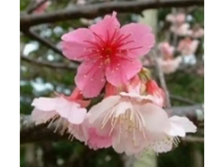 fiori per funerale-8