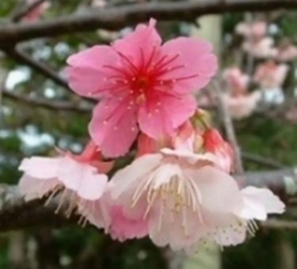 fiori per funerale-8