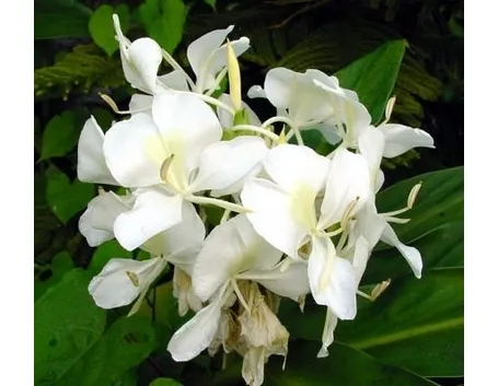 fiori per il battesimo-1