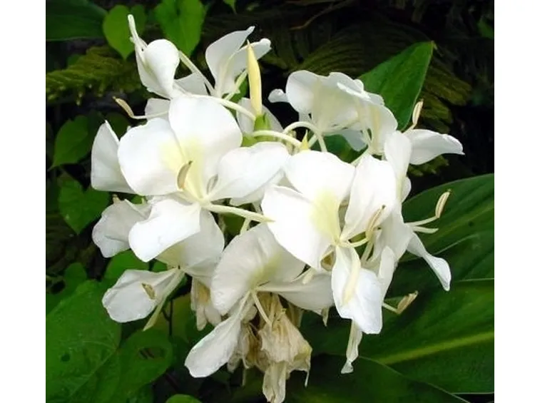 fiori per il battesimo-1