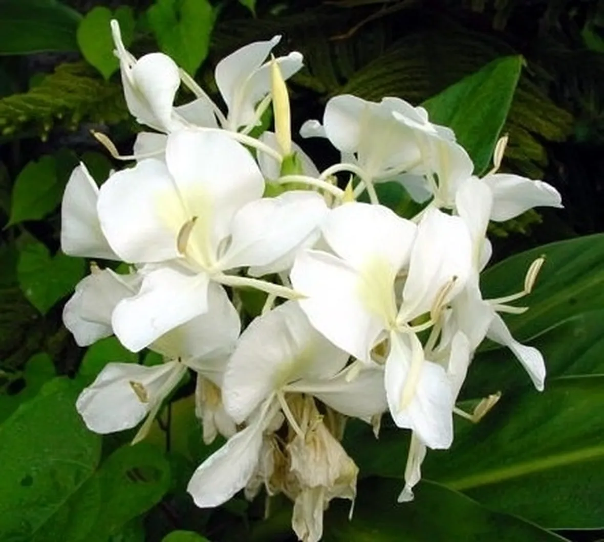 fiori per il battesimo-1