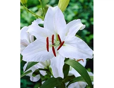 fiori per il battesimo-2