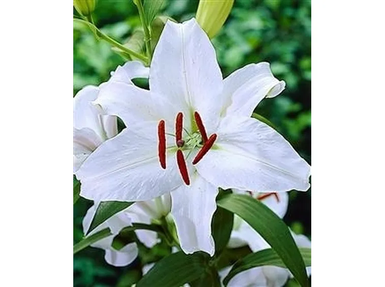 fiori per il battesimo-2