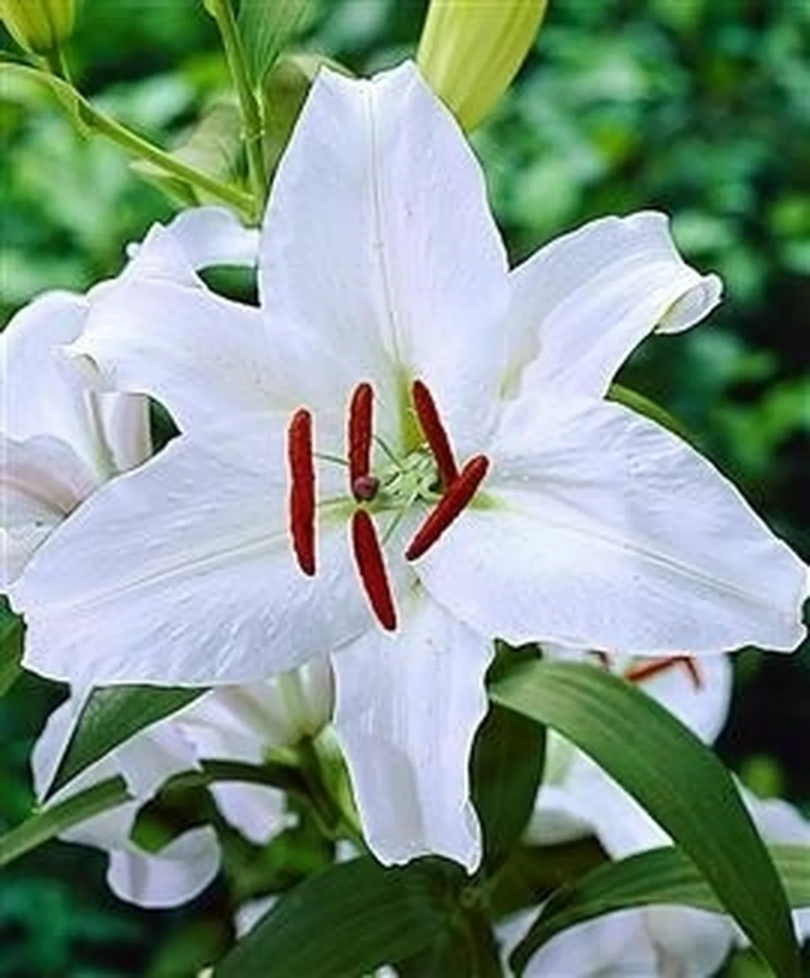 fiori per il battesimo-2