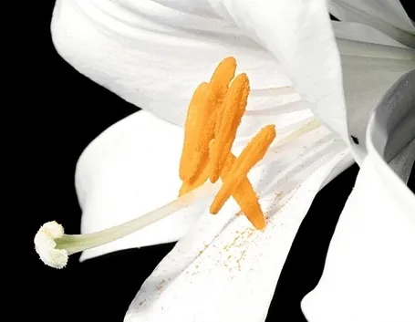 fiori per il battesimo