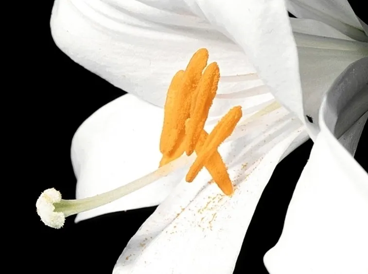 fiori per il battesimo