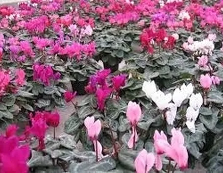 fiori per il diploma-4