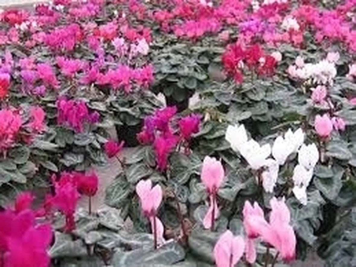 fiori per il diploma-4