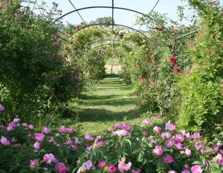 fiori per il diploma-6