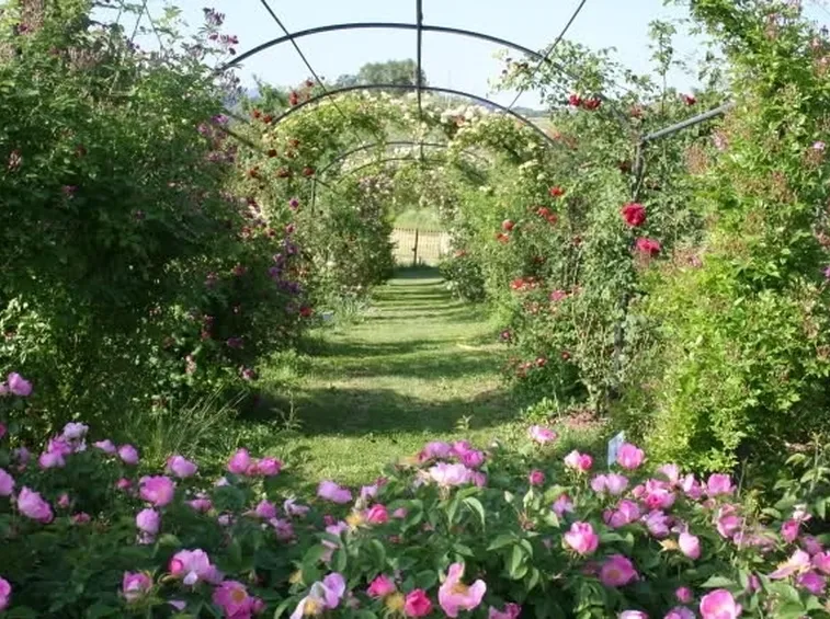 fiori per il diploma-6