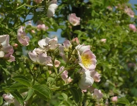 fiori per il diploma-8