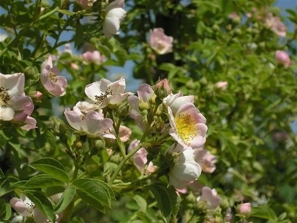 fiori per il diploma-8