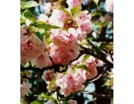 fiori per la nascita-8