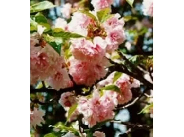 fiori per la nascita-8