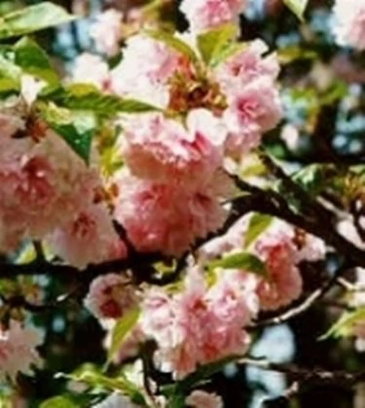 fiori per la nascita-8