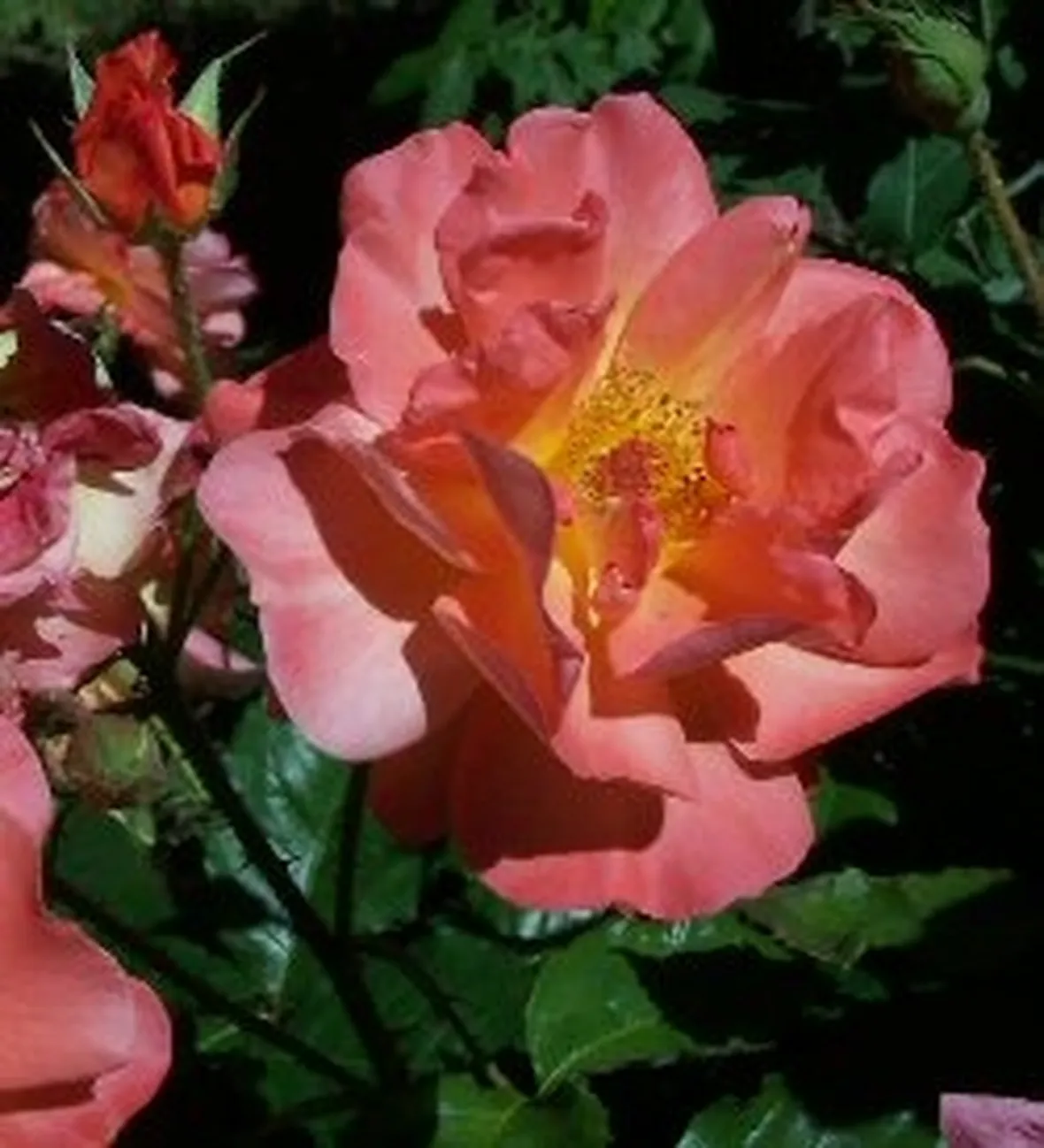 Fiori per ringraziamenti, laurea o comunioni e cresime