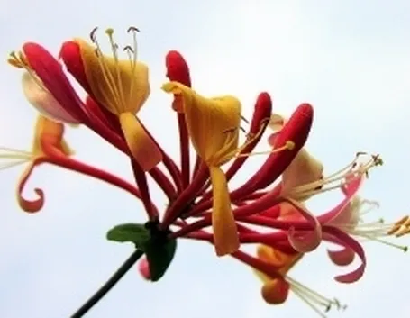 fiori ringraziamenti