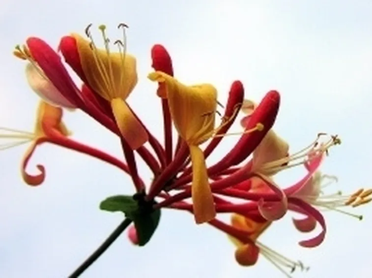 fiori ringraziamenti