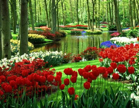 tulipani