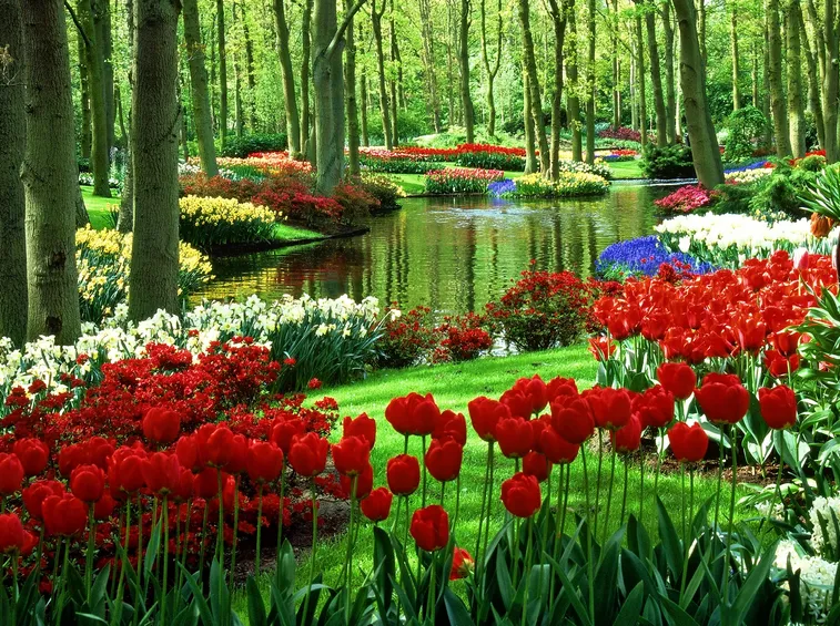 tulipani
