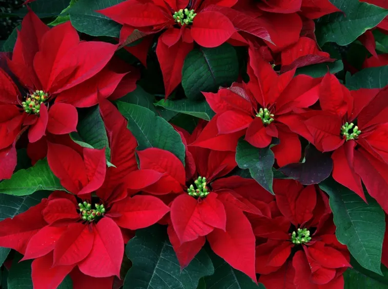 Stella di natale