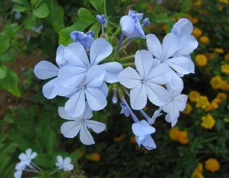 fiori per tutte le occasioni-1