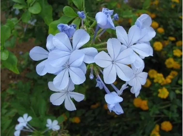 fiori per tutte le occasioni-1